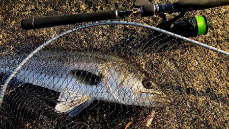 17EXSENCE4000MXG✖EXSENCE S903ML・MH/F ６５ｃｍ